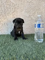 Panther, a male Pug for sale in Hilmar, CA – 5 of 6