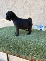 Sky , a male Pug for sale in Hilmar, CA – 9 of 10
