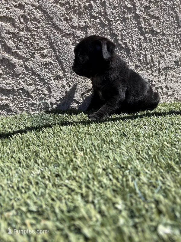 Panther – Pug puppy for sale in Hilmar, CA