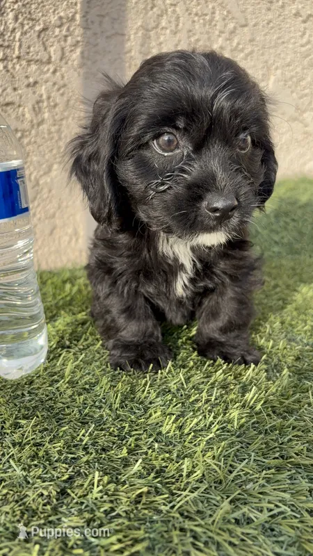 Thor  – Cockapoo puppy for sale in Hilmar, CA
