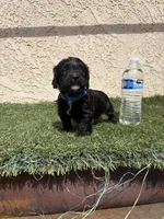 Thor , a male Cockapoo for sale in Hilmar, CA – 5 of 9