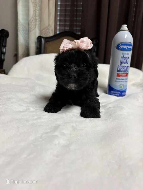 Athena – Poodle - Toy  puppy for sale in Hilmar, CA
