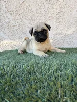 Thor, a male Pug for sale in Hilmar, CA – 3 of 6
