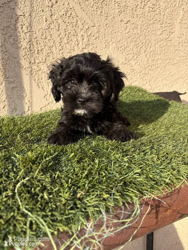 Athena – Cockapoo puppy for sale in Hilmar, CA