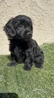Pink, a female Cockapoo for sale in Hilmar, CA – 6 of 8