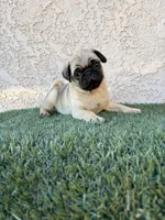 Thor, a male Pug for sale in Hilmar, CA – 5 of 6