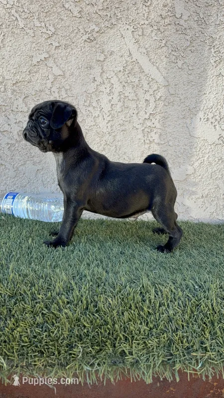 Sky  – Pug puppy for sale in Hilmar, CA