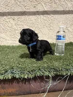 Thor , a male Cockapoo for sale in Hilmar, CA – 8 of 9