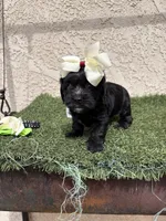 Athena, a female Cockapoo for sale in Hilmar, CA – 3 of 9