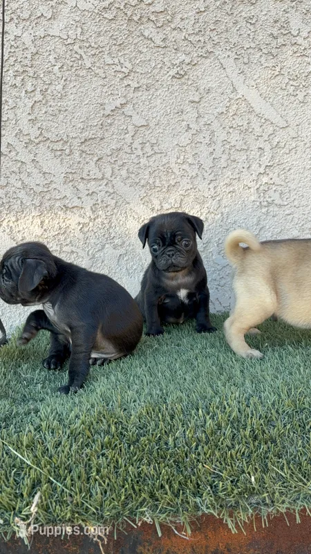 Panther, a male Pug for sale in Hilmar, CA – 1 of 6