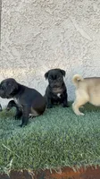 Panther, a male Pug for sale in Hilmar, CA – 1 of 6