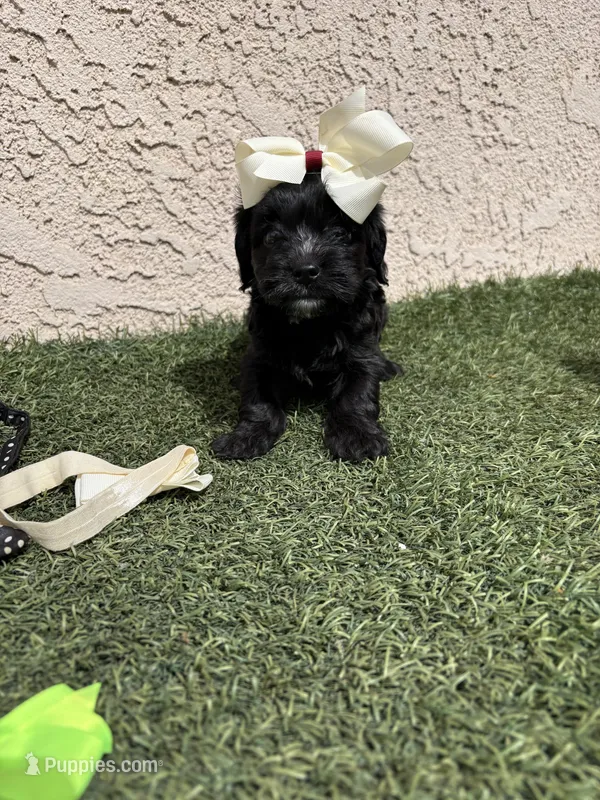 Athena – Cockapoo puppy for sale in Hilmar, CA