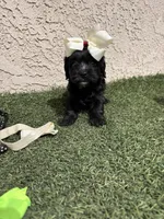Athena, a female Cockapoo for sale in Hilmar, CA – 2 of 9