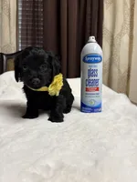 Pink, a female Poodle - Toy  for sale in Hilmar, CA – 5 of 6