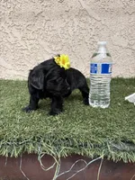 Pink , a female Cockapoo for sale in Hilmar, CA – 3 of 9