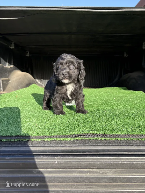 Thor  – Poodle - Toy  puppy for sale in Hilmar, CA