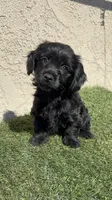 Pink, a female Cockapoo for sale in Hilmar, CA – 2 of 8