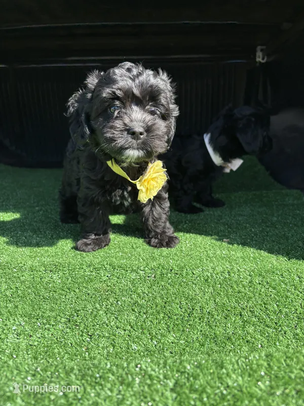 Athena – Poodle - Toy  puppy for sale in Hilmar, CA