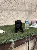Athena, a female Cockapoo for sale in Hilmar, CA – 5 of 9