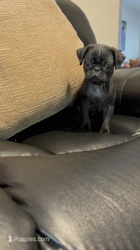 Sky  – Pug puppy for sale in Hilmar, CA