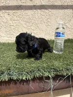 Thor , a male Cockapoo for sale in Hilmar, CA – 2 of 9