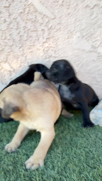 Panther, a male Pug for sale in Hilmar, CA – 6 of 6