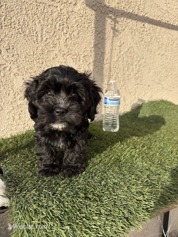 Athena – Cockapoo puppy for sale in Hilmar, CA