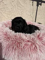 Pink, a female Cockapoo for sale in Hilmar, CA – 7 of 8