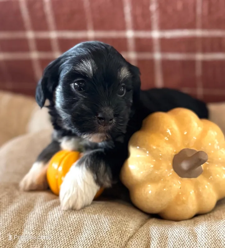 Charles – Havanese puppy for sale in Coeur d'Alene, ID