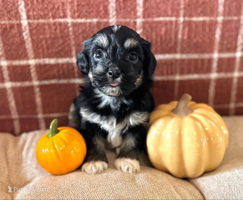 Bingley – Havanese puppy for sale in Coeur d'Alene, ID