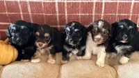 Charlotte, a female Havanese for sale in Coeur d'Alene, ID – 3 of 5