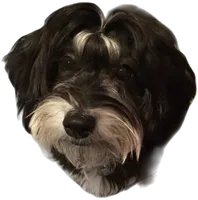 Charlotte, a female Havanese for sale in Coeur d'Alene, ID – 5 of 5