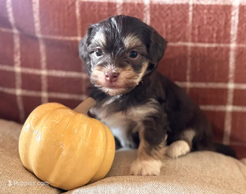 Ryder, a male Havanese for sale in Coeur d'Alene, ID – 1 of 2