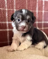Charlotte, a female Havanese for sale in Coeur d'Alene, ID – 2 of 5