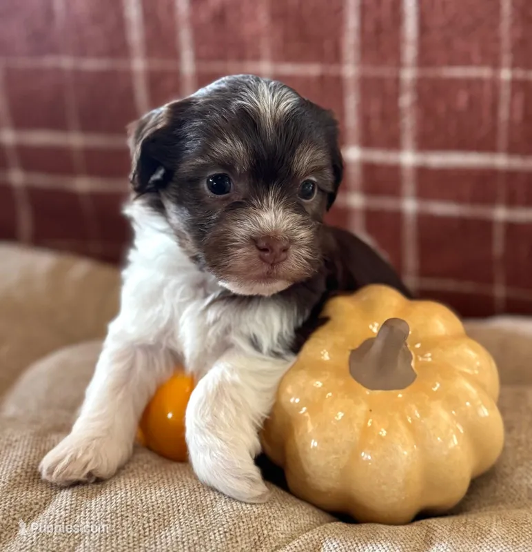 Charlotte, a female Havanese for sale in Coeur d'Alene, ID – 1 of 5