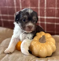 Charlotte, a female Havanese for sale in Coeur d'Alene, ID – 1 of 5