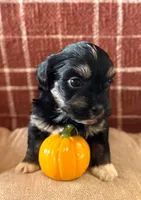 Bingley, a male Havanese for sale in Coeur d'Alene, ID – 2 of 2