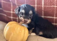 Ryder, a male Havanese for sale in Coeur d'Alene, ID – 2 of 2