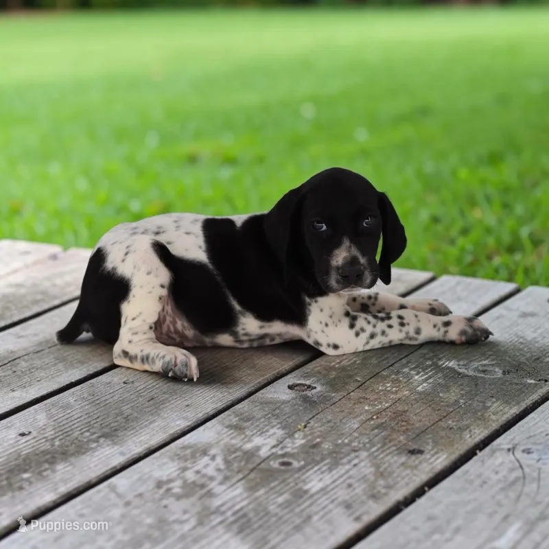 Tango M2 – German Shorthaired Pointer puppy for sale in Waterville, MN