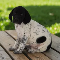 Tango M, a male German Shorthaired Pointer for sale in Waterville, MN – 2 of 2