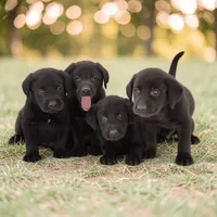 Gin x Ice Male, a male Labrador Retriever for sale in Waterville, MN – Photo 5 of 5