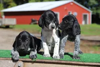 Trick f2, a female German Shorthaired Pointer for sale in Waterville, MN – 3 of 3