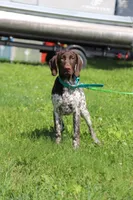 Bebe M2, a male German Shorthaired Pointer for sale in Waterville, MN – 2 of 3