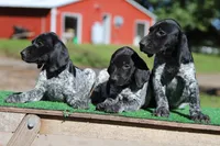 Trixi f4, a female German Shorthaired Pointer for sale in Waterville, MN – 2 of 3