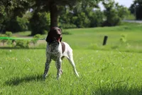 Daisy girl, a female German Shorthaired Pointer for sale in Waterville, MN – 2 of 2