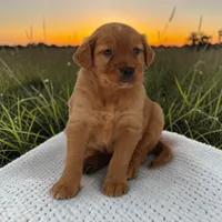 Lola x Ego M, a male Golden Retriever for sale in Waterville, MN – 1 of 3