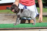Trixi m, a male German Shorthaired Pointer for sale in Waterville, MN – 2 of 3