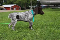 Tinker M, a male German Shorthaired Pointer for sale in Waterville, MN – 2 of 5