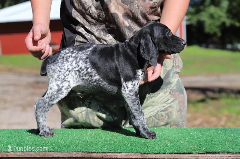 Trixi m3 – German Shorthaired Pointer puppy for sale in Waterville, MN