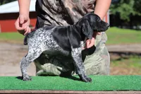 Trixi m3, a male German Shorthaired Pointer for sale in Waterville, MN – 1 of 3